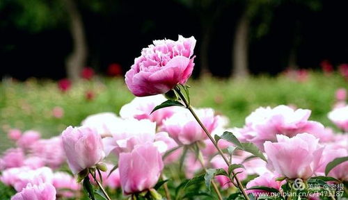  芍药花象征什么人，芍药花象征典雅大方、美丽动人、情感丰富的人。--第1张