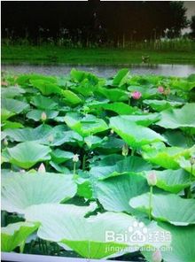  植物的种子传播之旅，植物的种子旅行之路--第1张