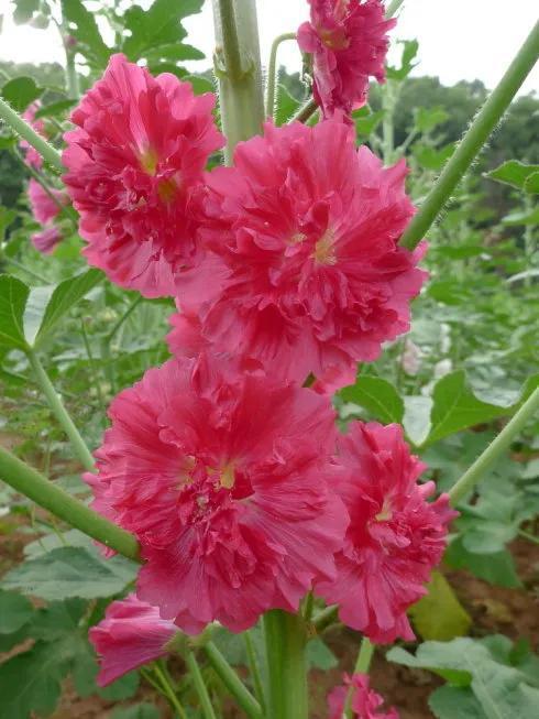  最美的花的图片，最美的花的图片，玫瑰花束--第1张