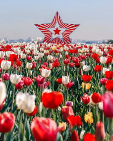  花卉网站官网，打造您的花卉梦想园地--第1张