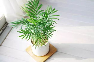  什么植物吸甲醛最好最快，[标题]，绿植如何帮助去除甲醛，什么植物吸甲醛最好最快？--第1张