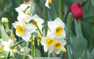  水仙花图片大全大图，水仙花图片大全，美丽的水仙花大图欣赏--第1张