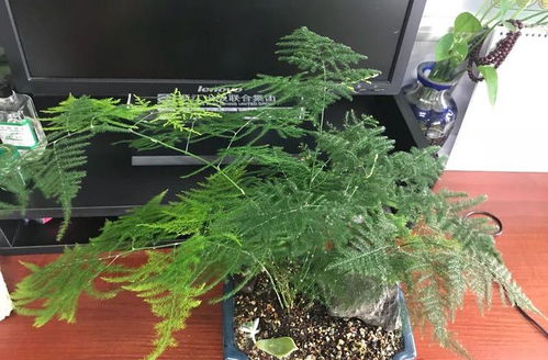  文竹黄叶了怎么办--第1张