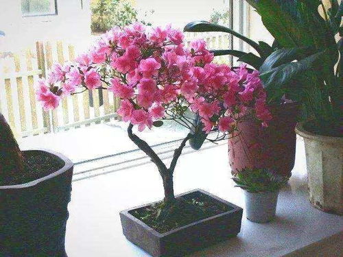  花树品种大全，花树品种大全，从常见到稀有，带你认识各种美丽花卉的魅力--第1张