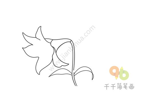  百合花简笔画--第1张