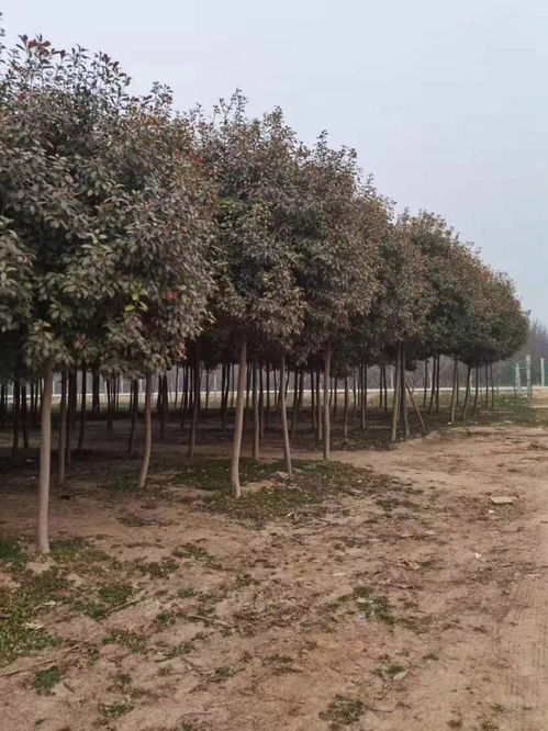  红叶石楠树现在市场价多少，红叶石楠树的市场价格是多少？--第1张