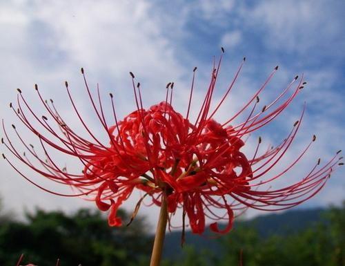  种彼岸花会不会不吉利--第1张