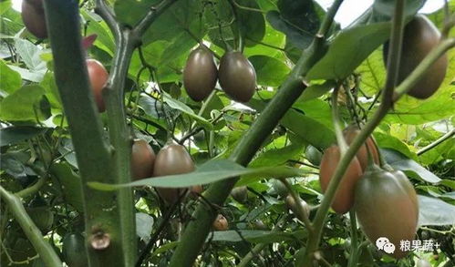  蓝花楹树25公分价格，影响价格的因素及市场前景分析--第1张