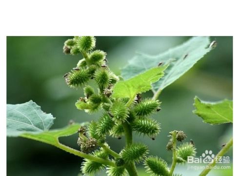  植物妈妈传播种子的方法--第1张