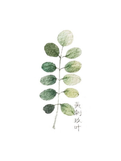  植物照片大全图片--第1张