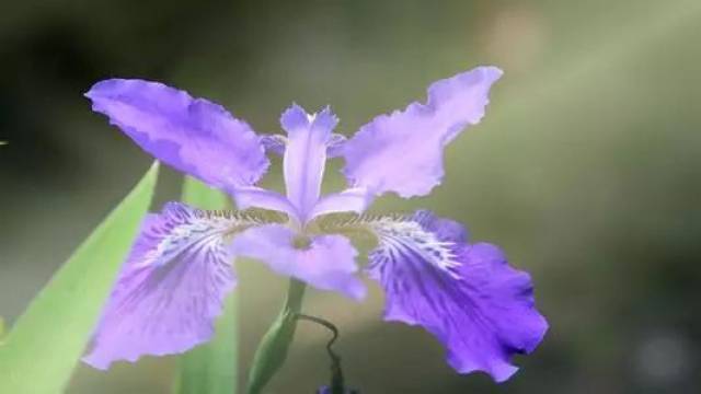  鸢尾花花语，生命、希望、永恒的爱，生命、希望与永恒的爱--第1张