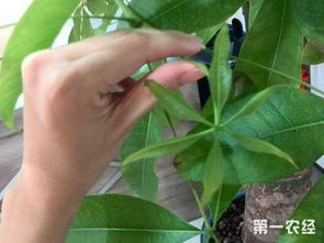  发财树叶子发黄什么原因怎么处理--第1张