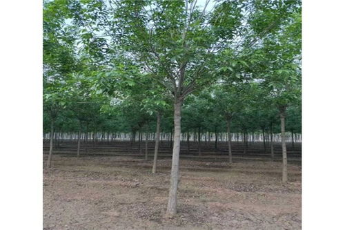  白蜡树什么时候开花——揭秘白蜡树开花时间与养护技巧--第1张