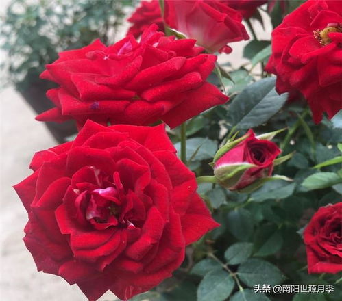  红玫瑰最好的品种是什么--第1张
