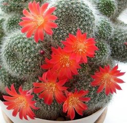  仙人球花图片大全大图--第1张