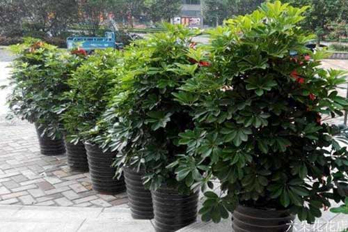  开业送什么绿植比较好，开业送绿植好选择，盆栽发财树或绿萝盆栽--第1张