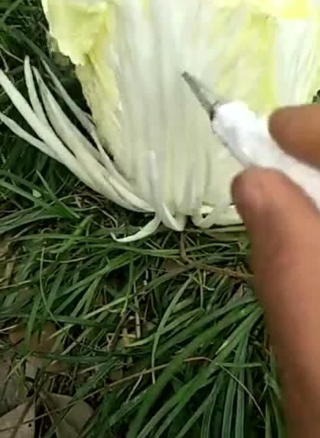 菊花真正的花语，菊花真正的花语有，1. 怀念逝去亲人、寄托哀思的菊花；2. 吉祥、美好的菊花；3. 坚韧不拔、不畏艰难的菊花。--第1张