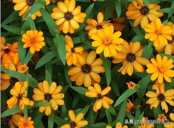 堆心菊--第1张
