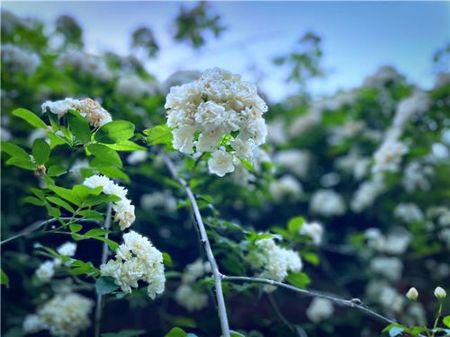  七里香花，美丽与芬芳的传说，七里香花的美丽与芬芳传说--第1张