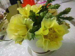  仙人掌花的美丽与坚韧，仙人掌花的美丽与坚韧，生命的独特诠释--第1张
