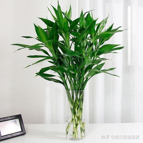  水培富贵竹怎么养，水培富贵竹的养护技巧--第1张