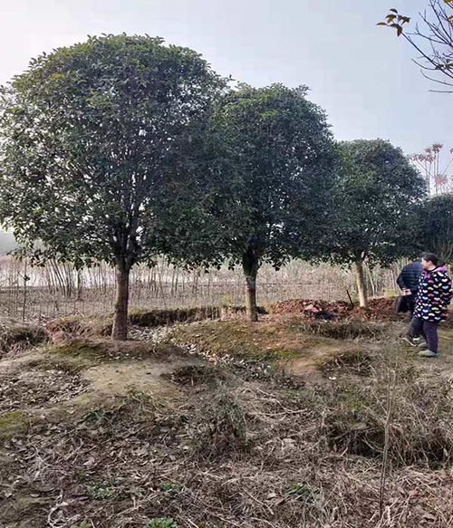  桂花树哪里有人收购--第1张