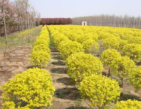  绿化苗圃基地常用树苗，绿化苗圃基地常用树苗，适合各种绿化场景的苗木品种推荐--第1张