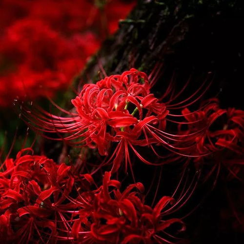  彼岸花的美丽传说与科学介绍，彼岸花的美丽传说与科学之美的交融--第1张