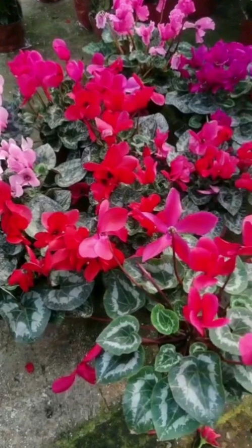  上海鲜花市场一览表，上海鲜花市场一览表，鲜花批发市场、零售市场及特色鲜花店--第1张