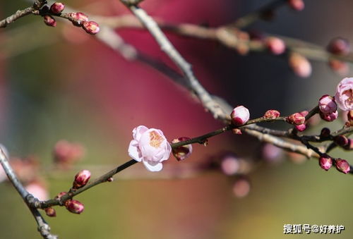  腊梅与梅花的区别，腊梅与梅花，花朵形态与特点的比较--第1张