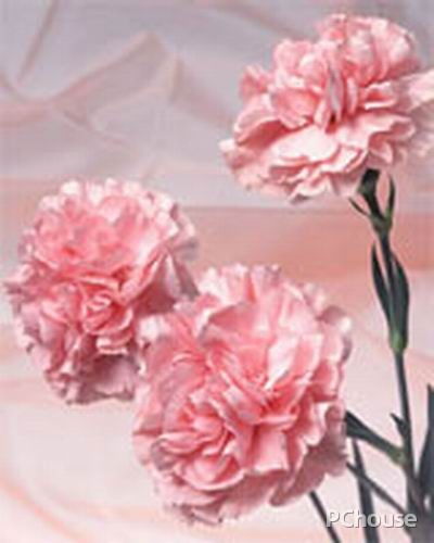  教师节送什么花比较好实用--第1张