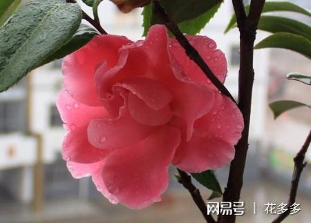  天津送花鲜花店，传递爱意，让鲜花成为情感的纽带--第1张