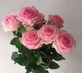  20朵花的花语--第1张