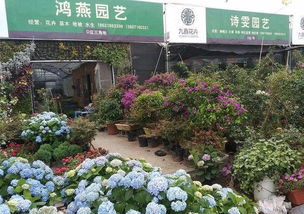  离我最近的花卉市场--第1张