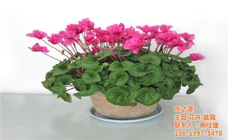  今日所有鲜花批发价格一览，今日鲜花批发市场价格一览--第1张