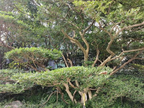  黄杨树图片大全大图，黄杨树图片大全，大图欣赏--第1张