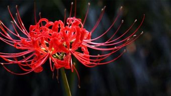  彼岸花在中国，吉祥的花还是神秘的符号？，彼岸花在中国，神秘符号与吉祥之花的交织--第1张