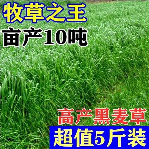  草种草籽批发市场，绿色生活的种子供应商--第1张