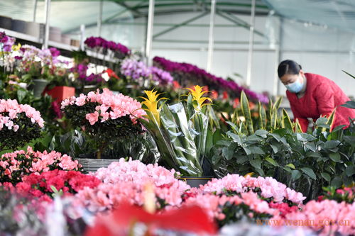  鲜花转单平台，让鲜花销售更轻松--第1张