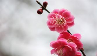  梅花是什么样子的--第1张