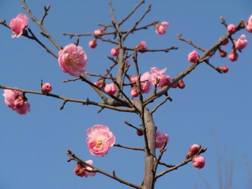  梅花的外形特点简单介绍，美丽而独特的外形特点--第1张