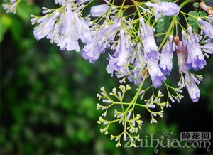  蓝花楹树简介，蓝花楹树，美丽神秘的夜行树语者--第1张