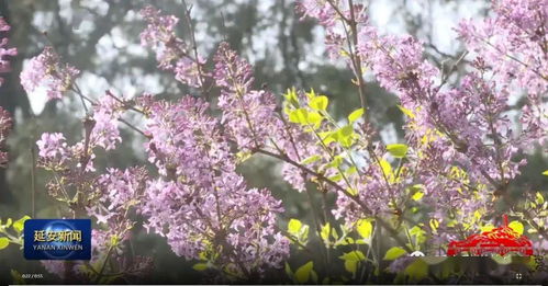 短剧人间芳菲四月天全集观看--第1张