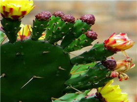  仙人掌花的功效，仙人掌花，抗炎、抗氧化、抗癌的神奇功效--第1张