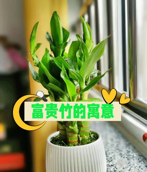  富贵竹的寓意--第1张