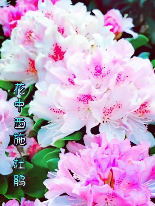  中国最美的十大名花--第1张