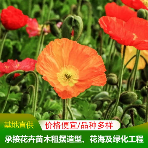  1到100朵花语图片，1-100朵花的含义与图片，爱的承诺、永恒的爱、幸福美满的花语图片--第1张