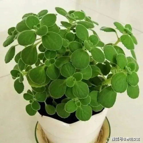 适合长期在室内耐阴的植物，适合长期在室内耐阴的植物有，绿萝--第1张