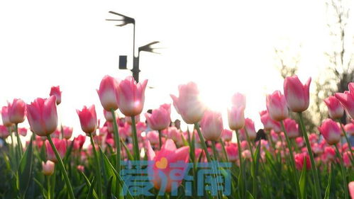  郁金香的美丽——图片中的诗意与情感，郁金香的美丽，诗意与情感的视觉之旅--第1张
