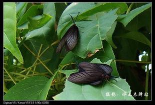  重阳木棉斑蛾，重阳木棉斑蛾的介绍--第1张